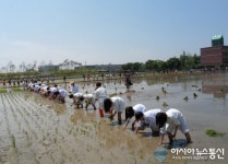 수원 권선구, 손모내기 체험행사 개최 해