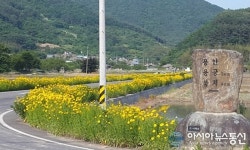 고성군 개천면, 금계국 향연에 취하다