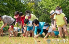신트리공원서 모내기 체험하는 김수영 양천구청장