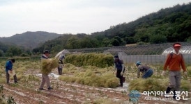 영덕 축산면 공무원, 채종농가서 일손돕기 봉사
