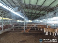 괴산군, 가축 폭염피해 상황실 운영