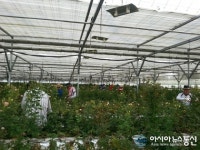 진천군 공무원, 이월면 장미농장서 일손돕기