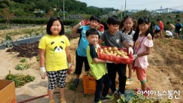 청주 옥산초 소로분교장, 감자 캐기 체험 활동 벌여