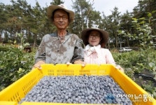 충남태안군 블루베리와 함께 신선한 여름 보내세요!