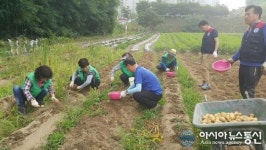 동구 효동 새마을부녀회, 감자 수확해 어려운 이웃 전달