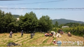 안성 보개면, 사랑 나눔 감자 수확