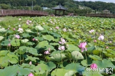 시선 사로잡는 신정호 관광지 연꽃