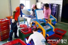 영동군, 블루베리 공동선별센터 본격 운영