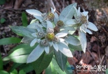 ‘한국 에델바이스’, 속리산 자생 첫 확인