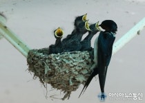 강남 제비 청양서 둥지