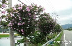 산림청, 무궁화 명품 가로수길 공모
