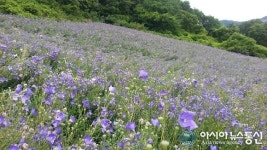 충북도, 신품종 슈퍼도라지 명품화 추진
