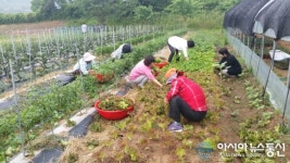 부여군 남면, 사랑의 채소밭 운영으로 어려운 이웃에 정 나눠