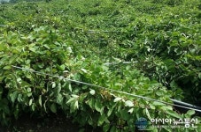 제천시 백운면 화상병 이어 태풍 피해 속출