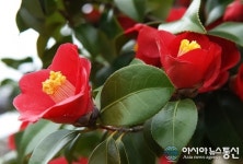 동백꽃·알프스 마을 ‘전국 이색체험 10선’