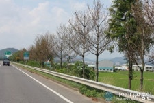 밀양 상남면 국도 25호선 가로수 고사 위기