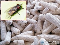 (카메라고발)제천시 뱅골, 승마장 파리·악취 몸살