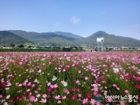 남해군 창선 동대만 생활체육공원, 여름 코스모스 활짝 ‘눈길’