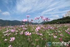 밀양 삼문동 둔치, 코스모스 활짝