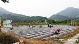충주 동량면 주민자취위, 나눔농장 배추 파종