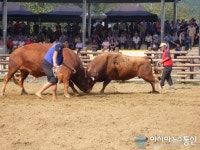 제13회 창녕전국민속소싸움대회 열린다