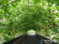산서초,  ‘박터널’ 조성...자연 학습장 각광