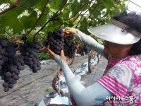 밀양 거봉포도 수확 한창