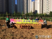 천안시 쌍용1동 사랑의 고구마 수확