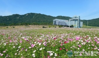 내포 신도시에 코스모스 만개
