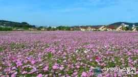 전북 고창천 코스모스 5천㎡ 만개