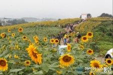 박근혜 대통령, 함안 강주마을 해바라기 축제 언급…관심 집중