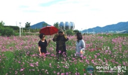 상주 중덕지 자연생태공원 코스모스 활짝