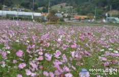 대전 대덕구, 장동 계족산 코스모스 축제 개최