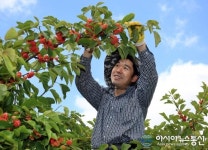 밀양 꾸지뽕 수확 한창