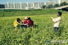 포항 유강나들목 주변 형산강변 메밀꽃 만개