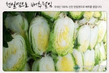 해남은주네절임배추 | 해남 절임배추, '산지의 싱싱함을 그대로'
