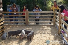 함양군, ‘마천 지리산골 돼지감자&흑돼지축제’ 성료
