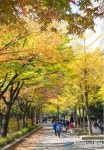 양천구, 11월1일~23일 ‘단풍과 낙엽의 거리’ 조성