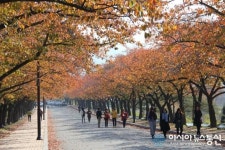 울긋불긋 때깔 고운 경주 보문관광단지 만추(晩秋)