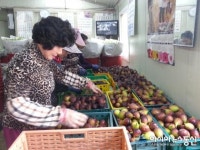 밀양산 무화과 선별 작업