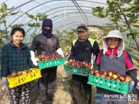 밀양산 무화과 막박지 수확 한창