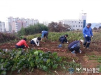 진해구 풍호동, 정성껏 재배∙수확한 고구마 경로당에 전달