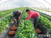 서산서 달래, 딸기 출하 한창