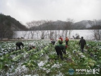 거창군 위천면 주민자치위원회, 김장배추 나눔 ‘훈훈’