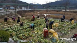 거창군 주상면 직원들이 재배한 배추 경로당에 전달