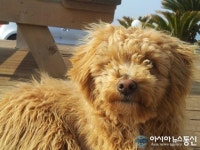 [우도기행(5)] 문화공간 까페 노닐다 - ”달려라 털뭉치”, 우도의 떠돌이 개들