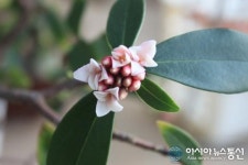 입춘에 핀 행운의 천리향 꽃말은?