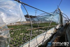 합천 쌍책면 시설하우스 돌풍 피해