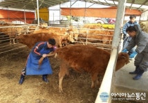 보령시농업기술센터, 한우번식 관리 기술교육