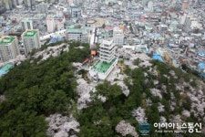 군항과 벚꽃의 만남 ‘제54회 진해군항제’ 31일 개막